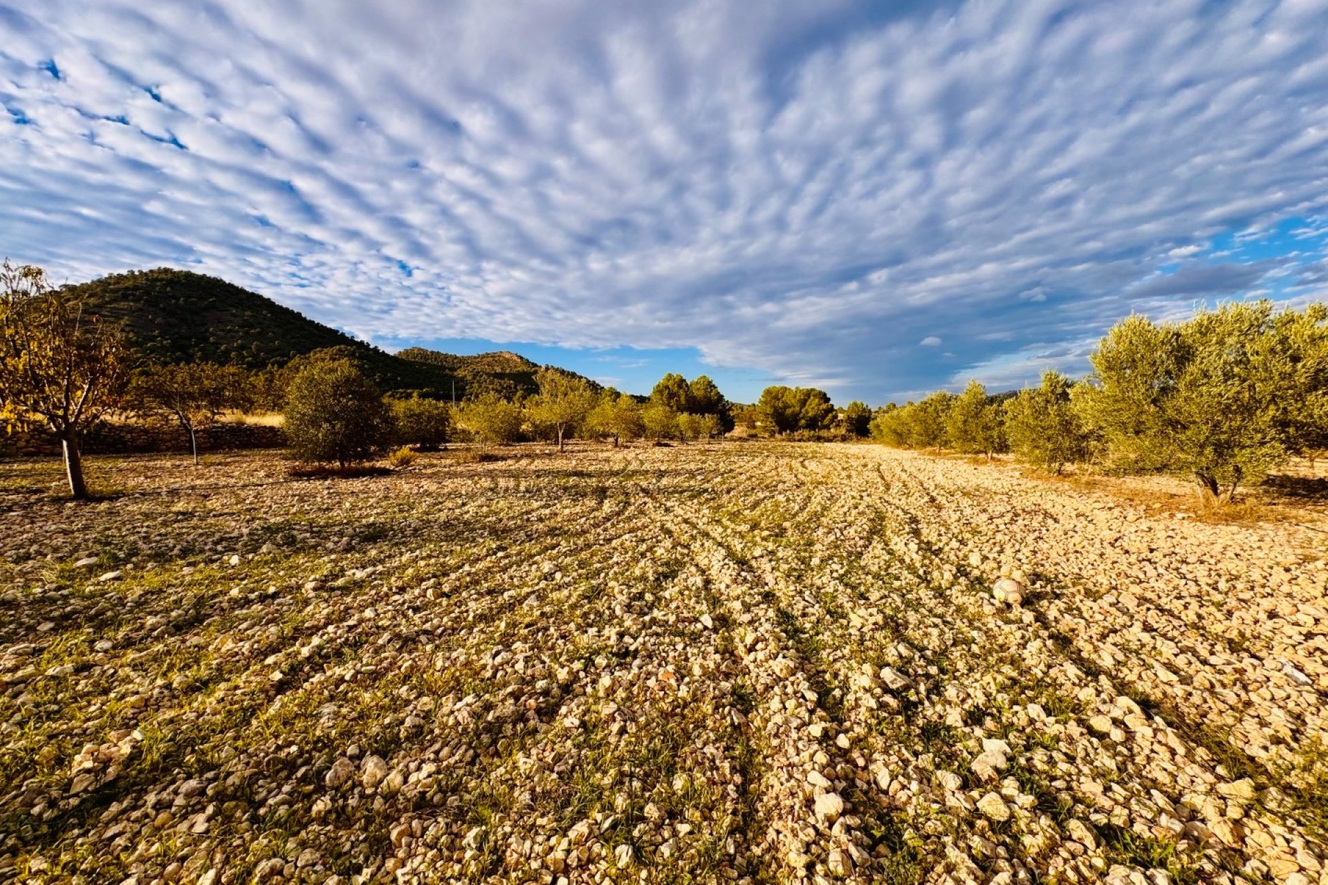 Resale - Villa -
Monóvar - Monovar