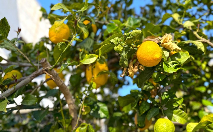 Resale - Villa -
Orihuela Costa - Villamartín