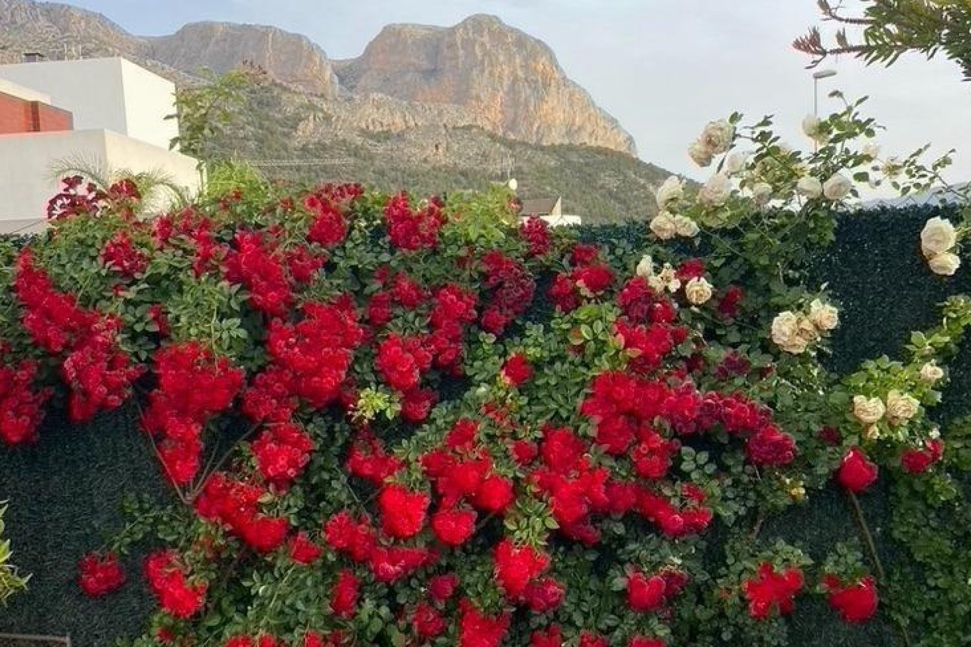 Resale - Villa -
Polop - Alberca