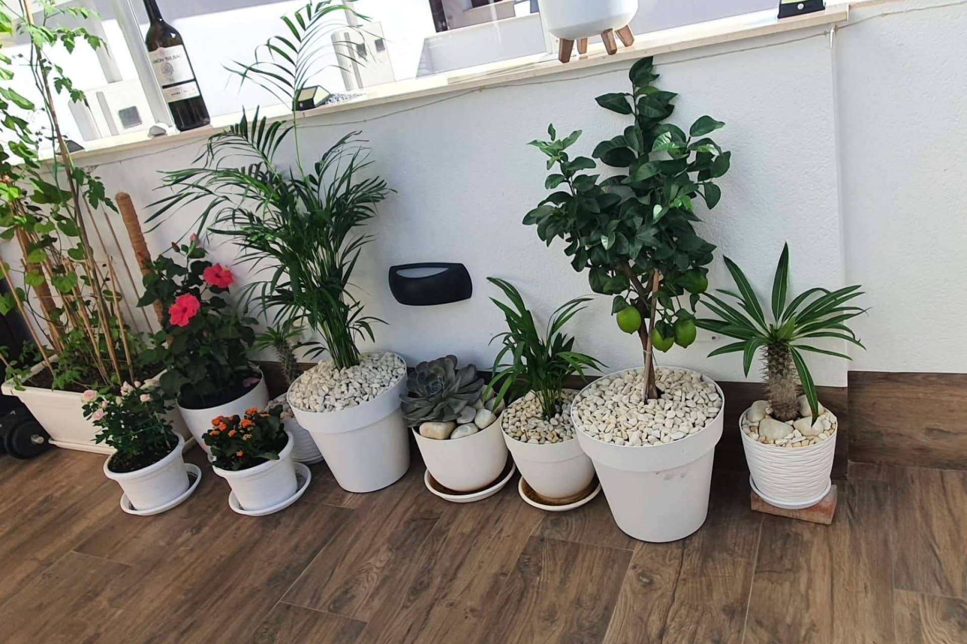 Resale - Villa -
San Pedro del Pinatar - Centro