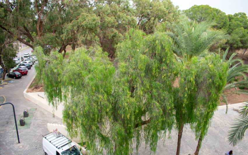 Reventa - Apartment -
Guardamar del Segura - Center