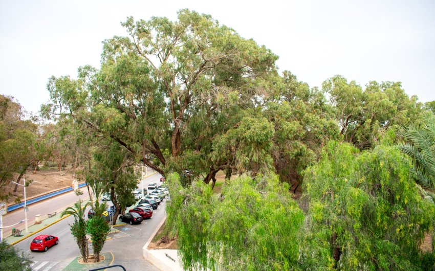 Reventa - Apartment -
Guardamar del Segura - Center