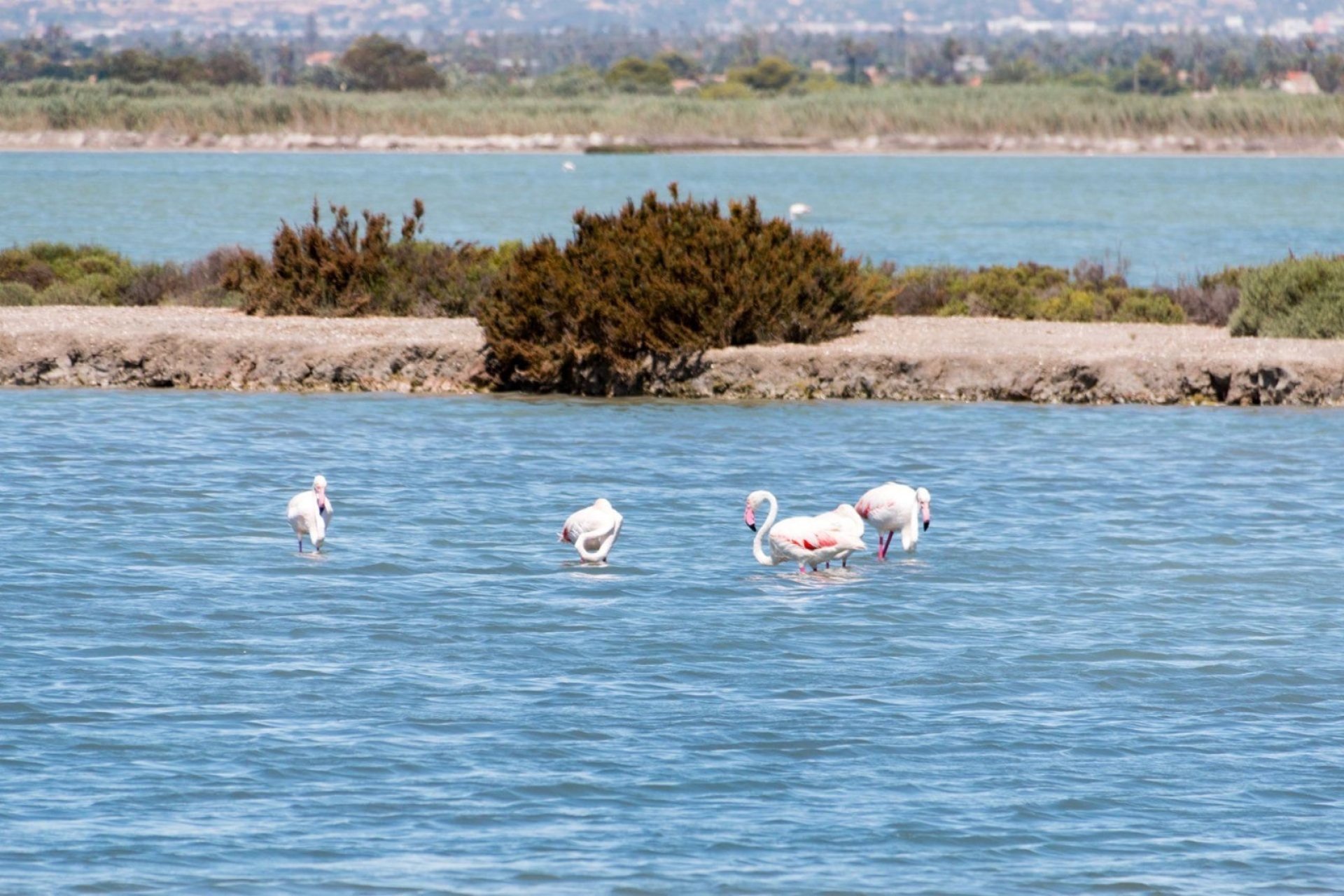 Reventa - Apartment -
Torrevieja - La Mata