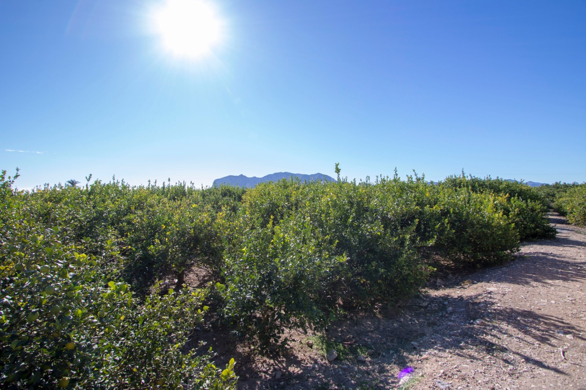 Reventa - Country House -
Albatera