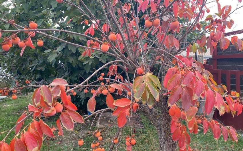 Reventa - Country House -
Sax