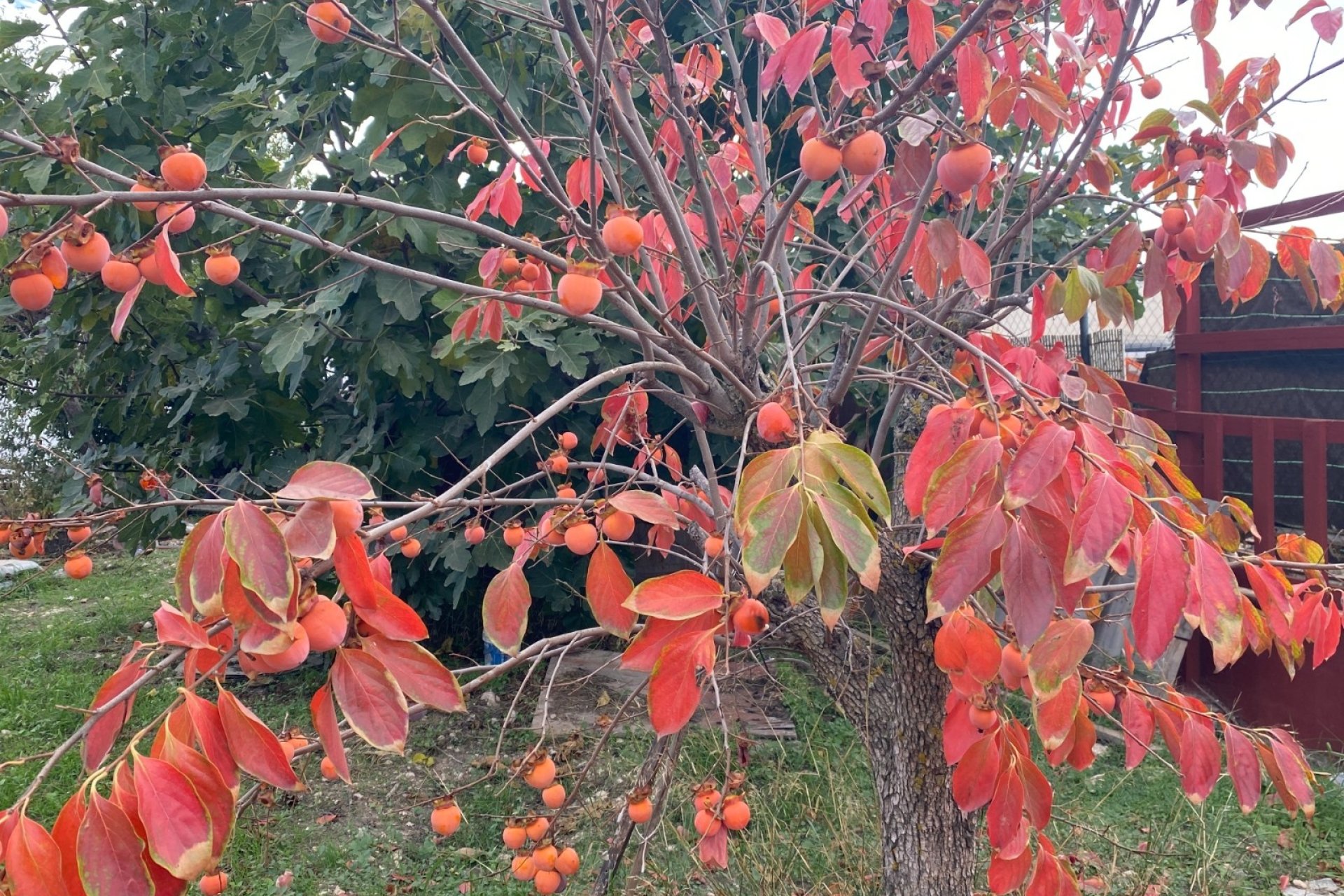 Reventa - Country House -
Sax