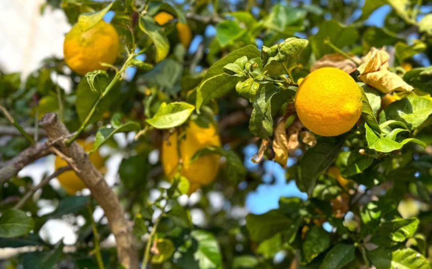 Reventa - Detached Villa -
Orihuela Costa - Villamartín