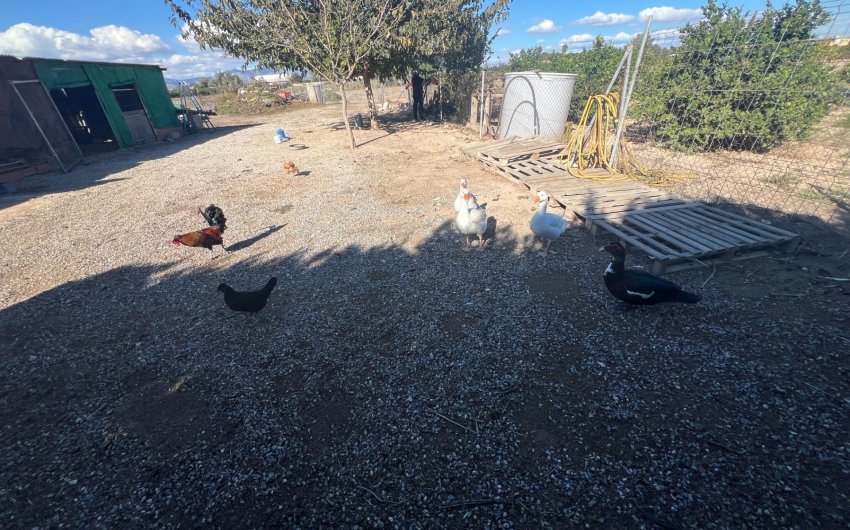 Reventa - Finca -
Dolores - Comunidad Valenciana