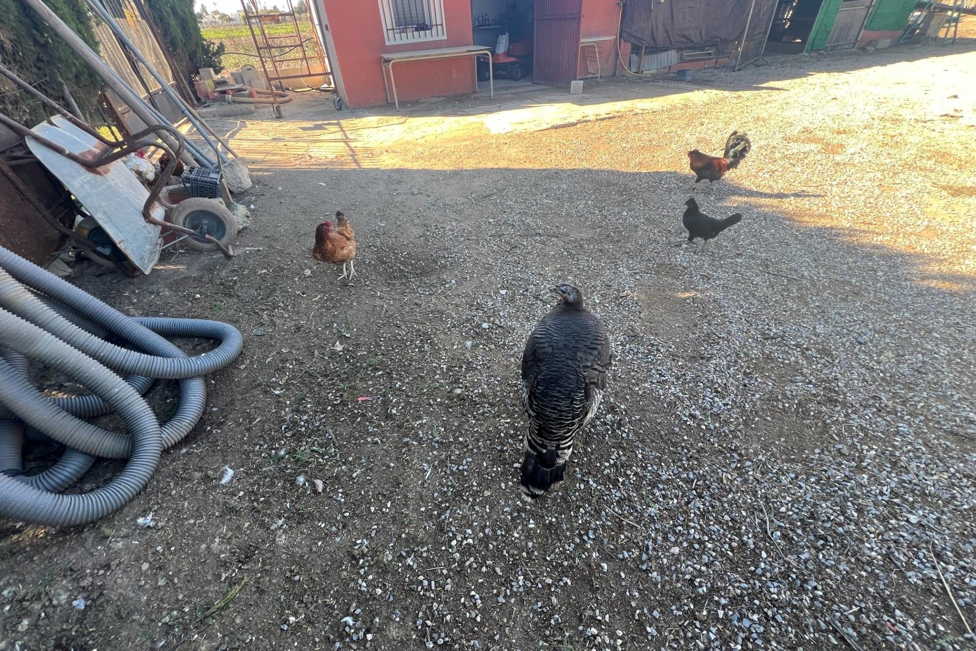 Reventa - Finca -
Dolores - Comunidad Valenciana