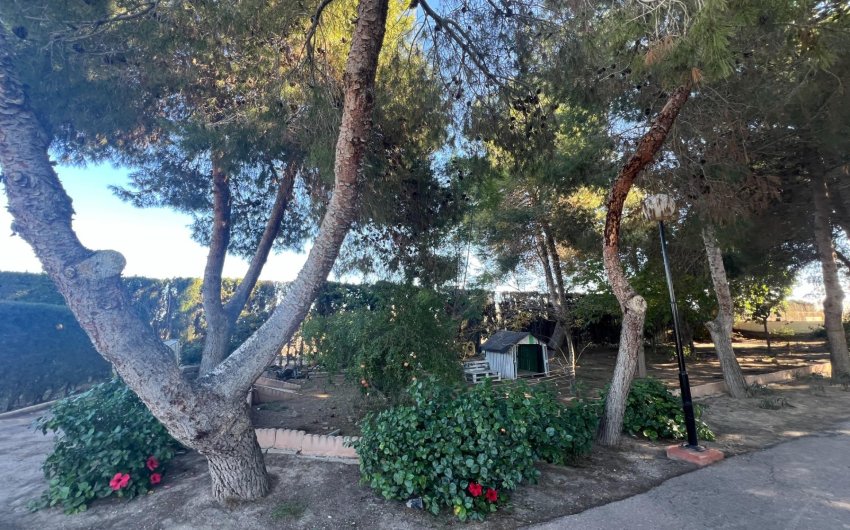 Reventa - Finca -
Dolores - Comunidad Valenciana