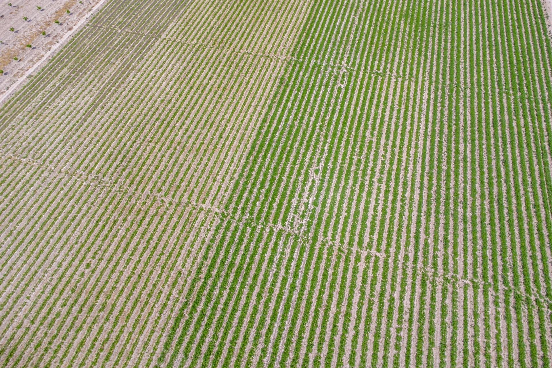 Reventa - Finca -
Orihuela - Desamparados-hurchillo-torremendo