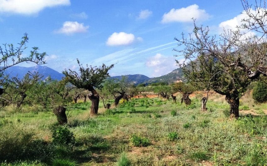 Reventa - Land -
Gaianes