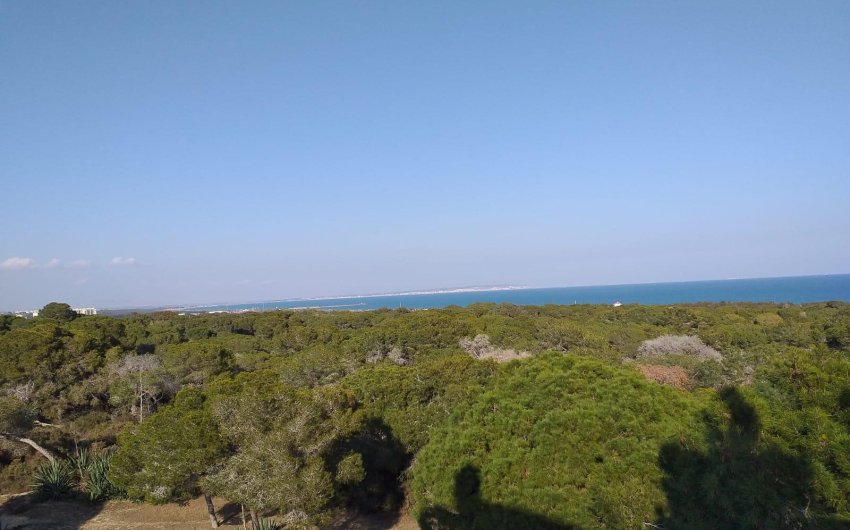 Reventa - Land -
Guardamar del Segura