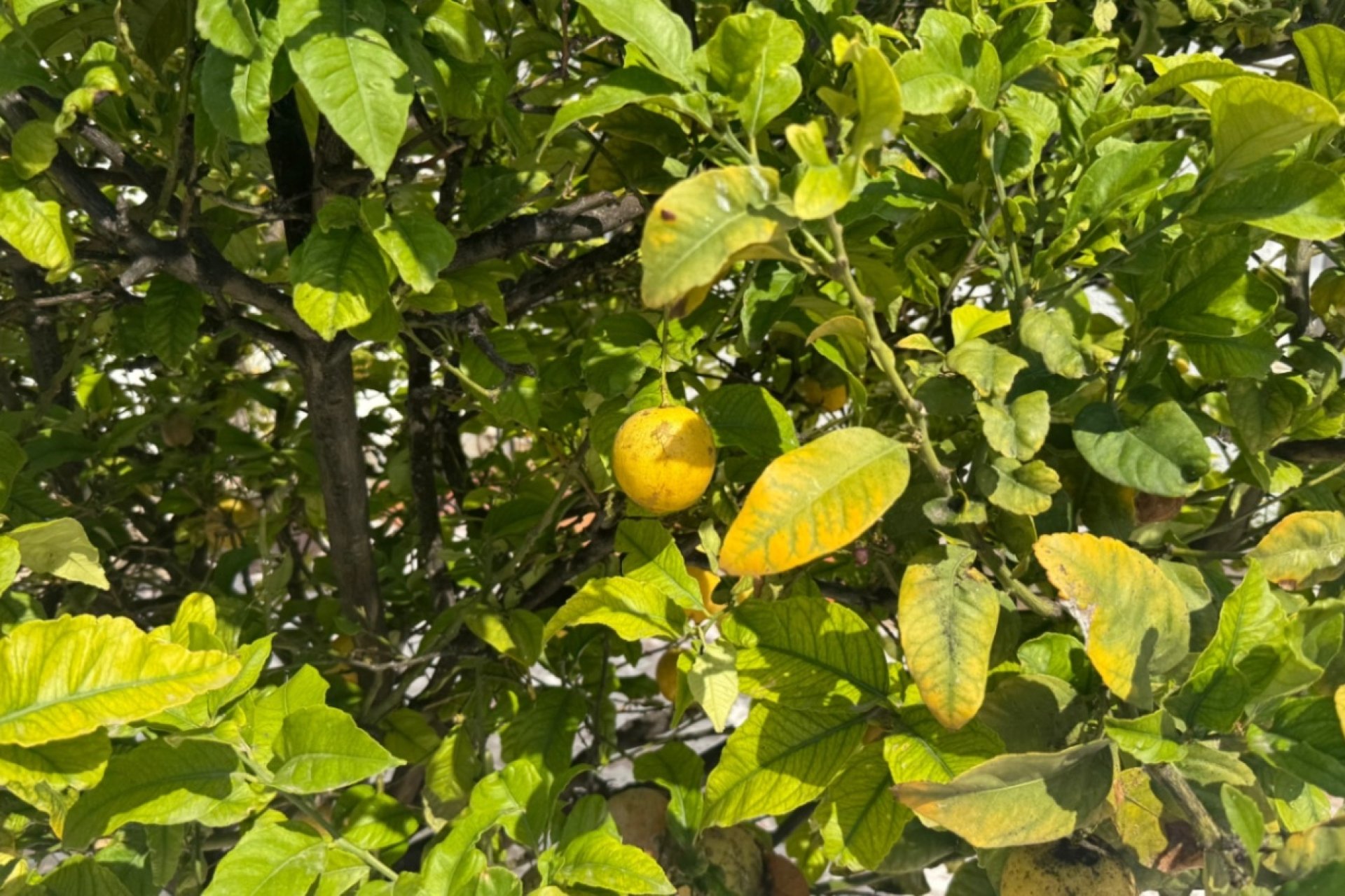 Reventa - Town House -
Torrevieja - Costa Blanca