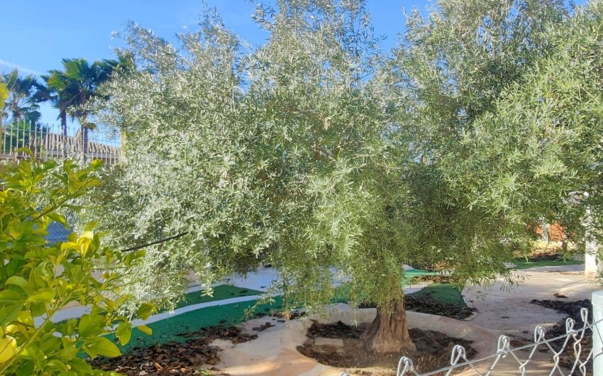 Reventa - Villa -
Aspe