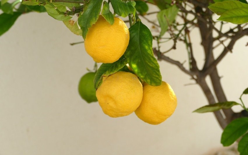 Reventa - Villa -
Benijofar - Costa Blanca