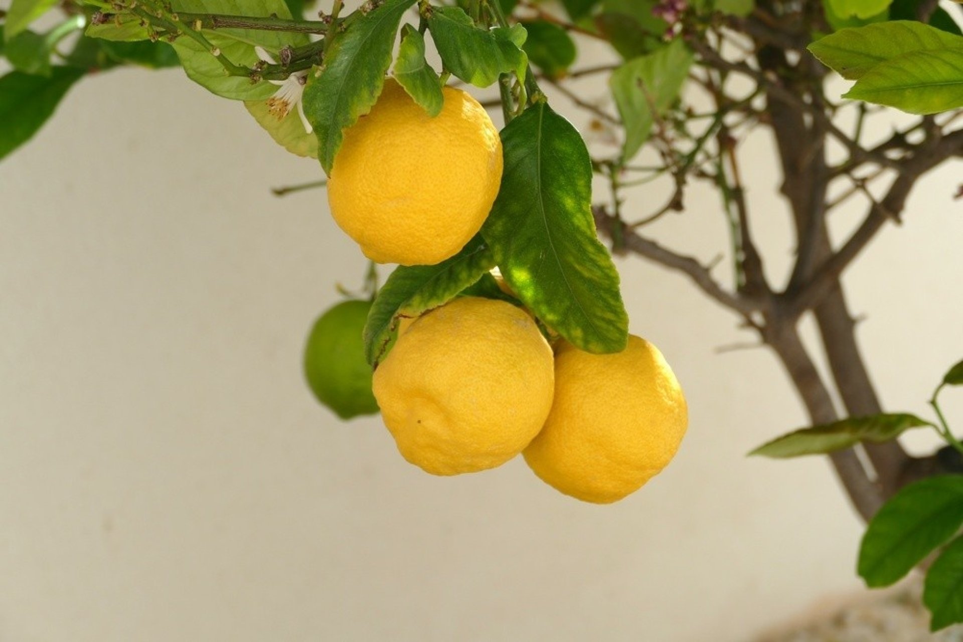 Reventa - Villa -
Benijofar - Costa Blanca