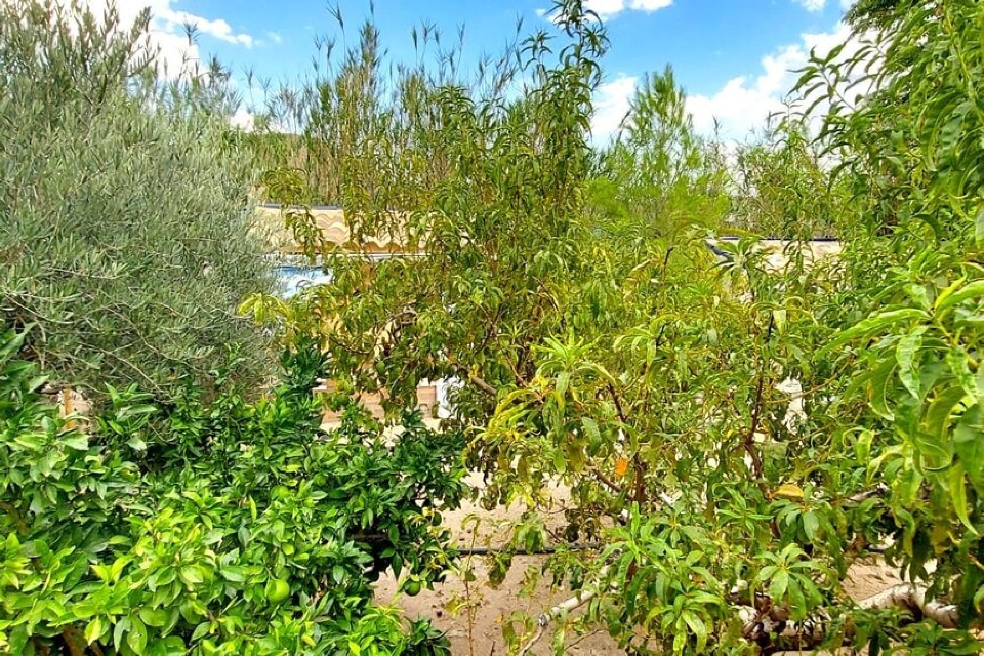 Reventa - Villa -
Calasparra - Inland