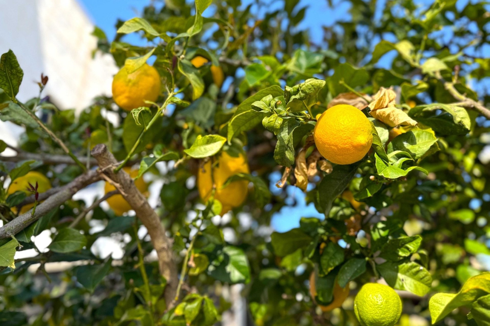 Reventa - Villa -
Orihuela Costa - Villamartín