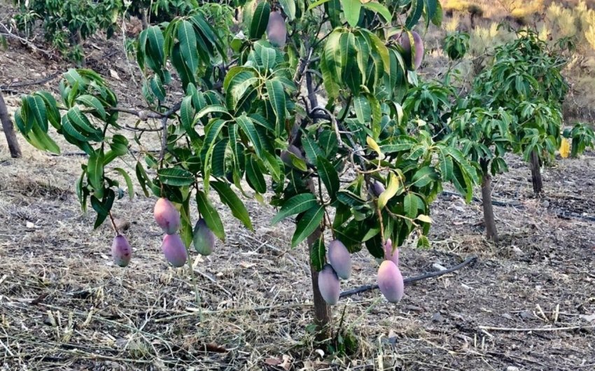 Reventa - Villa -
Vélez-Málaga - Costa del Sol