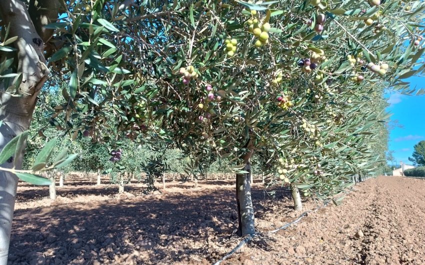 Reventa - Villa -
Yecla - Inland