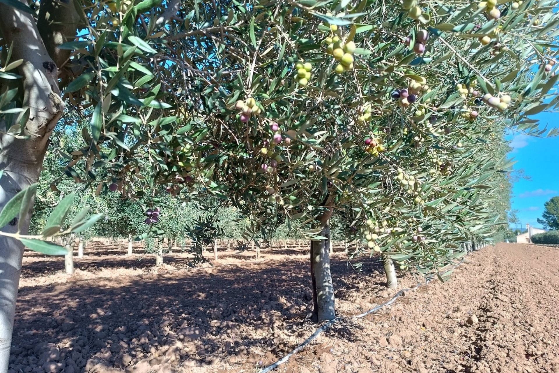 Reventa - Villa -
Yecla - Inland