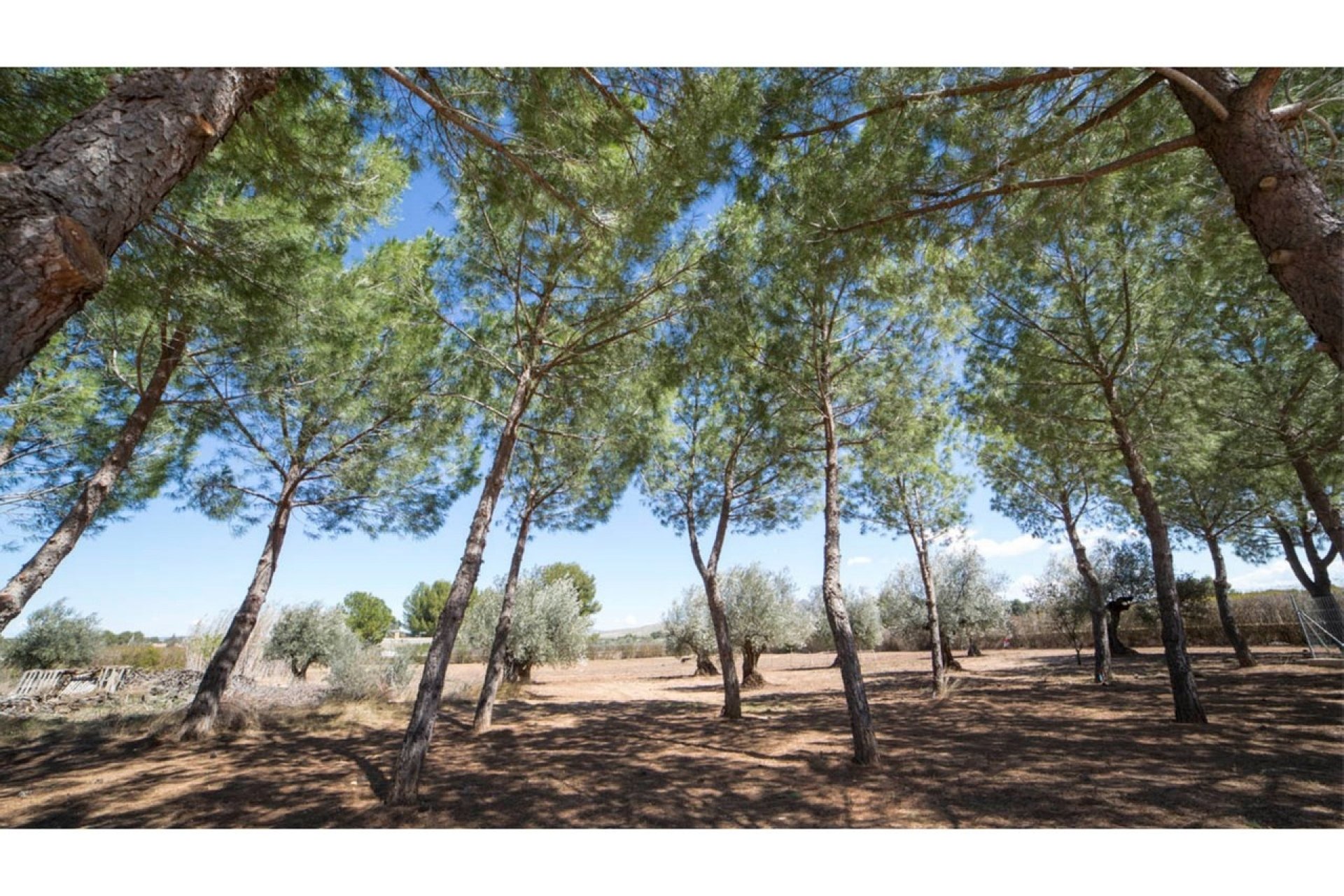 Reventa - Villa -
Yecla - Inland