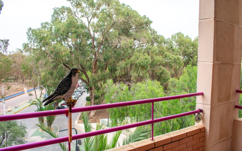 Revente - Apartment -
Guardamar del Segura - Center