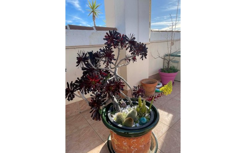 Revente - Apartment -
Orihuela Costa - Los Altos