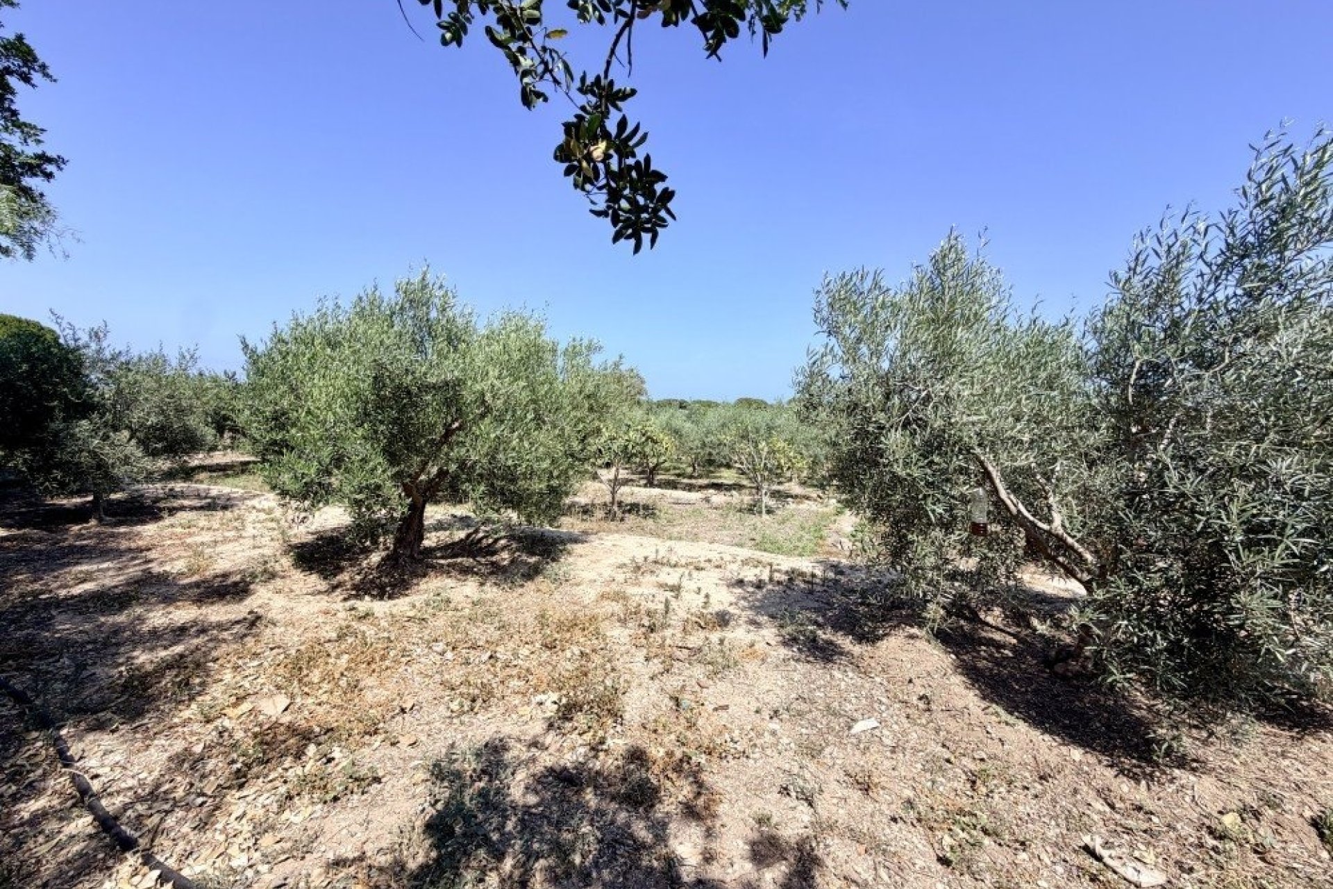 Revente - Country House -
La Marina - Costa Blanca