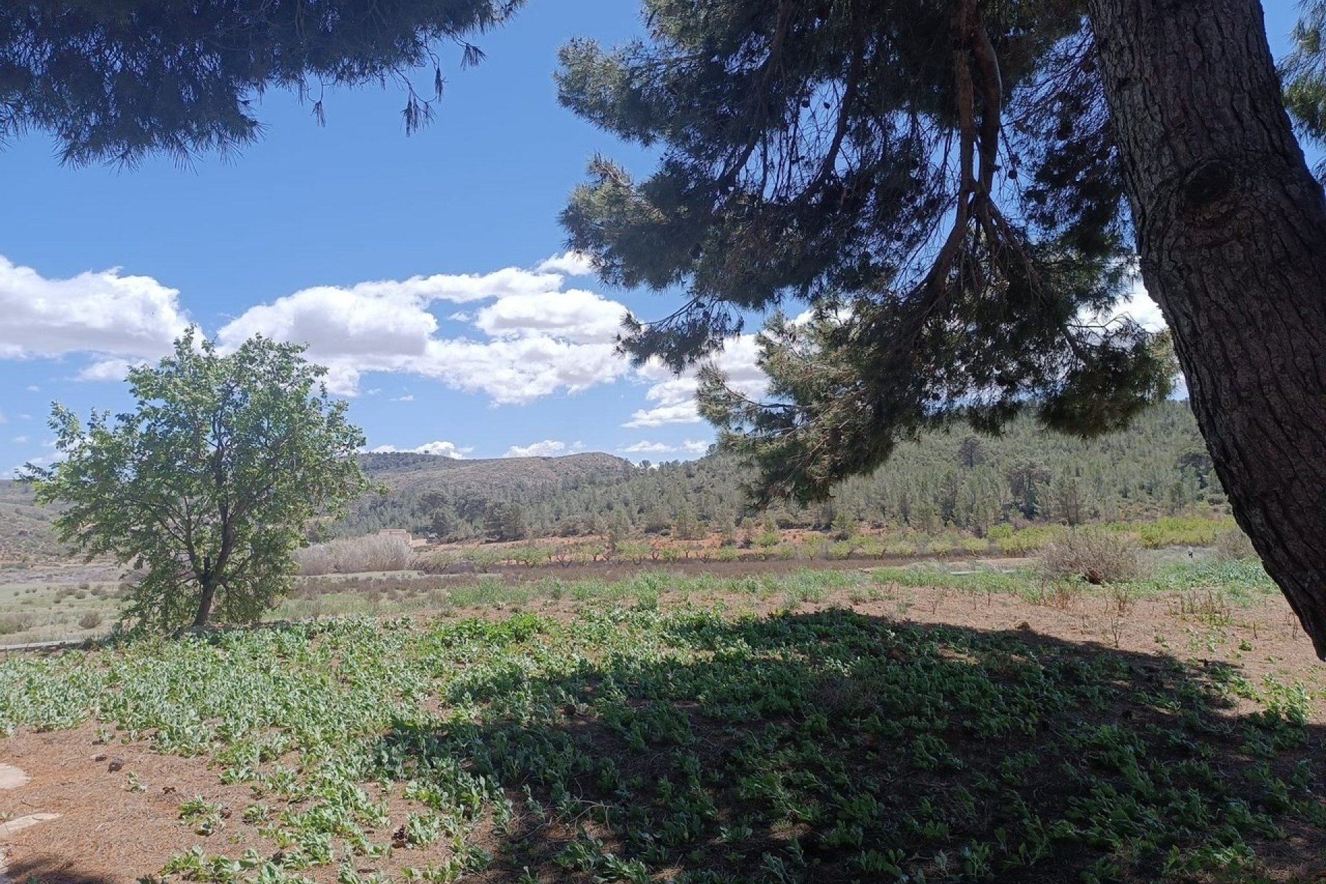 Revente - Country House -
Yecla - Inland