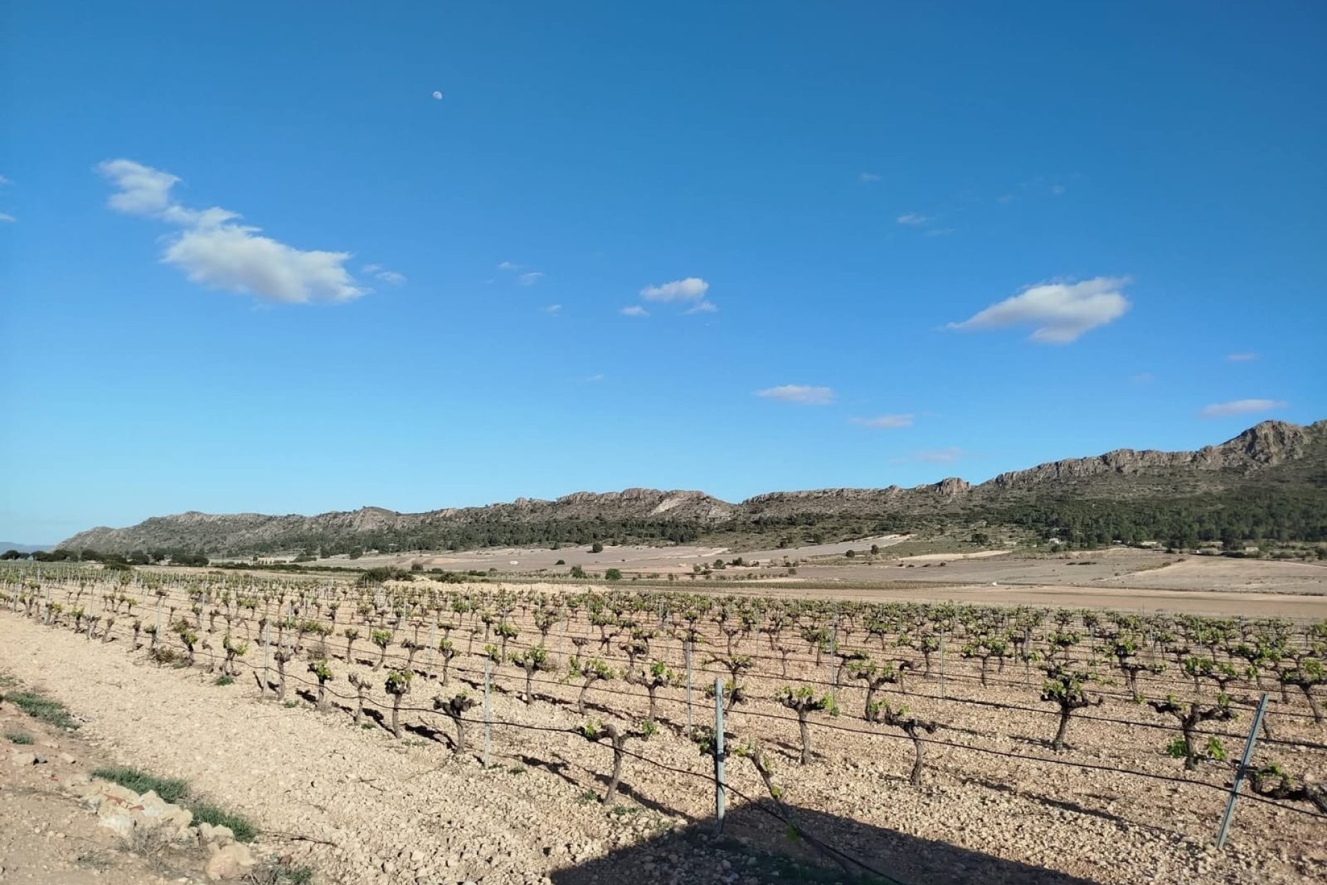 Revente - Country House -
Yecla - Inland