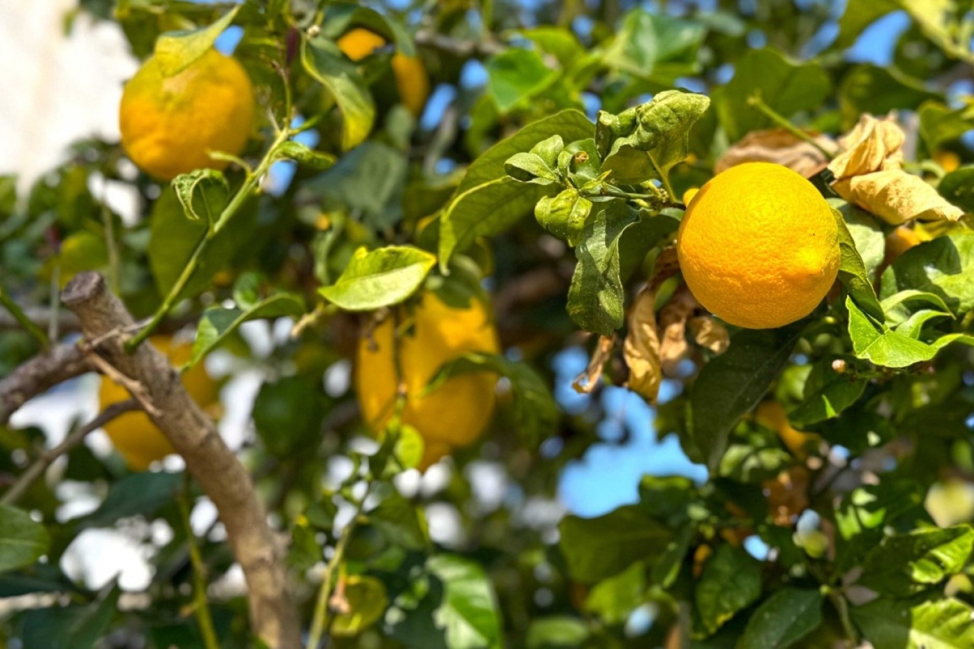 Revente - Detached Villa -
Orihuela Costa - Villamartín