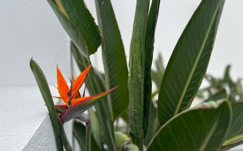 Revente - Detached Villa -
Torrevieja - Los Balcones - Los Altos del Edén