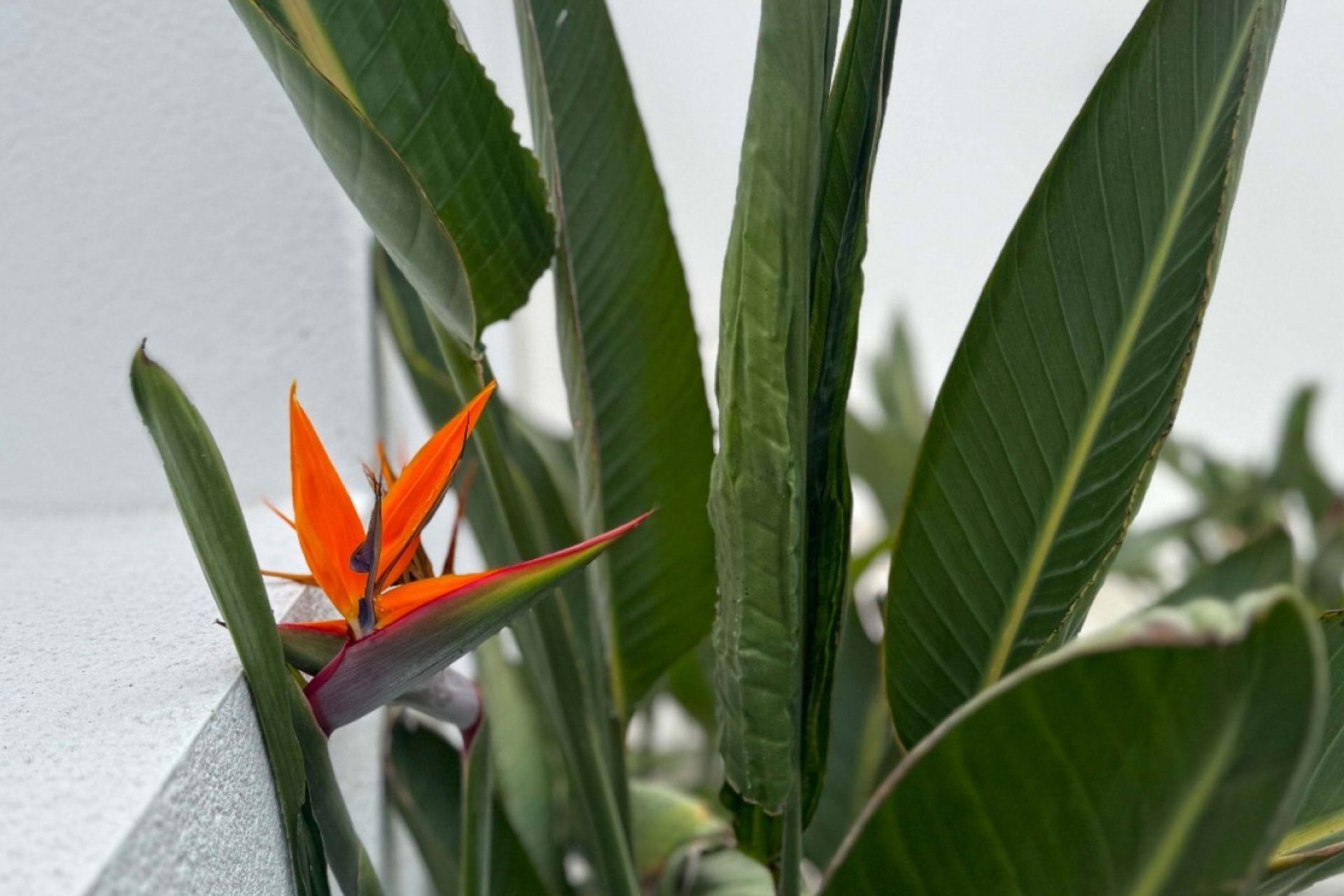 Revente - Detached Villa -
Torrevieja - Los Balcones - Los Altos del Edén