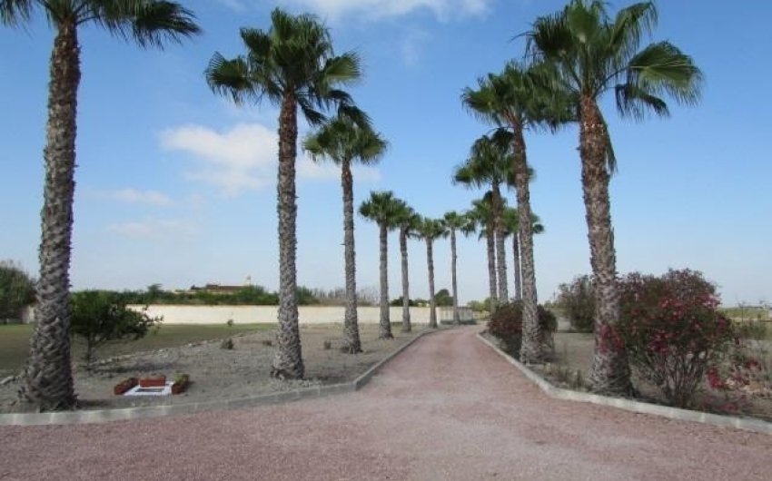 Revente - Finca -
Dolores - Comunidad Valenciana