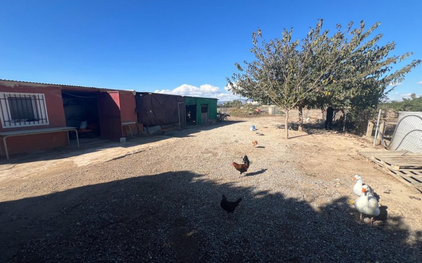 Revente - Finca -
Dolores - Comunidad Valenciana