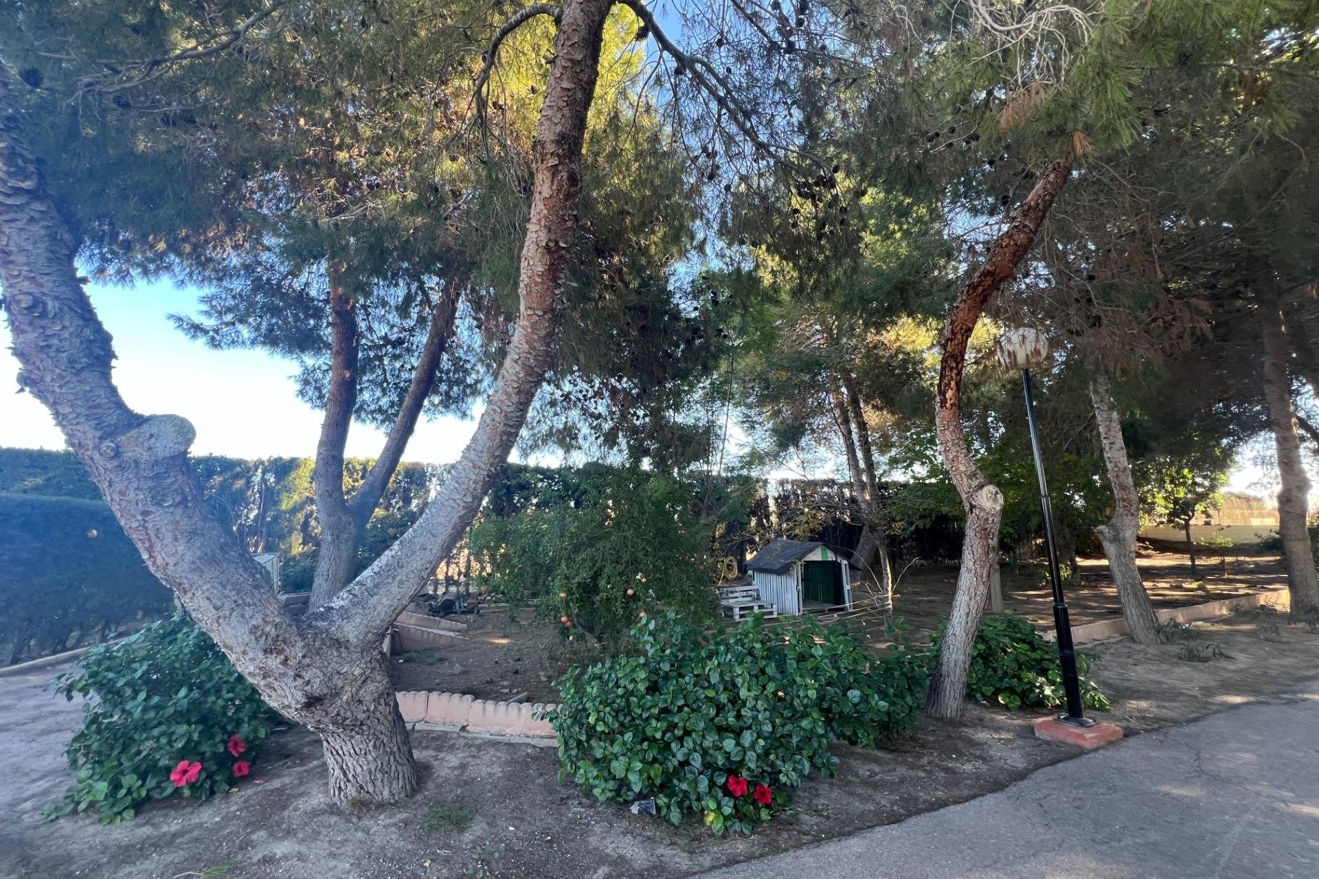 Revente - Finca -
Dolores - Comunidad Valenciana