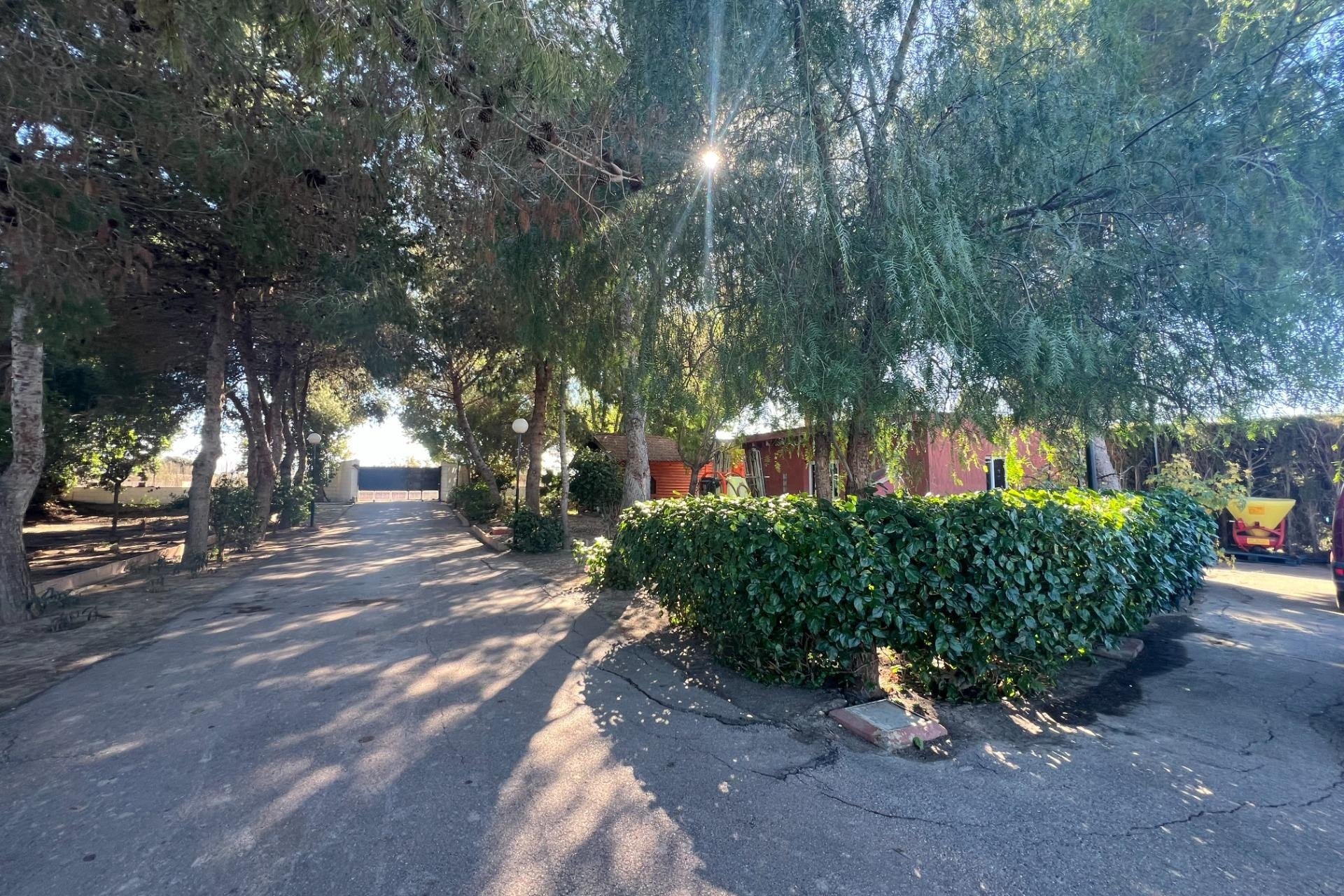 Revente - Finca -
Dolores - Comunidad Valenciana