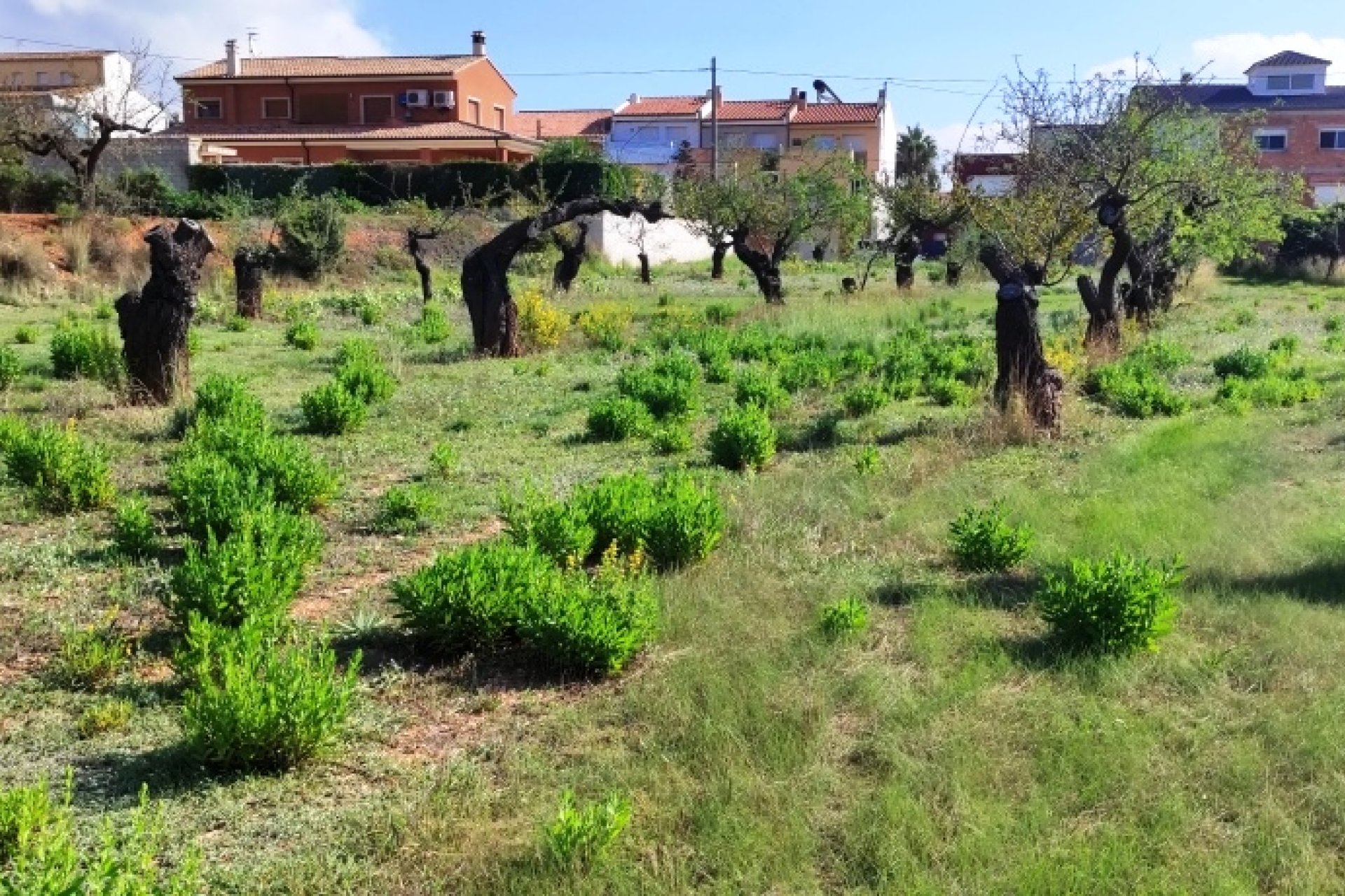 Revente - Land -
Gaianes