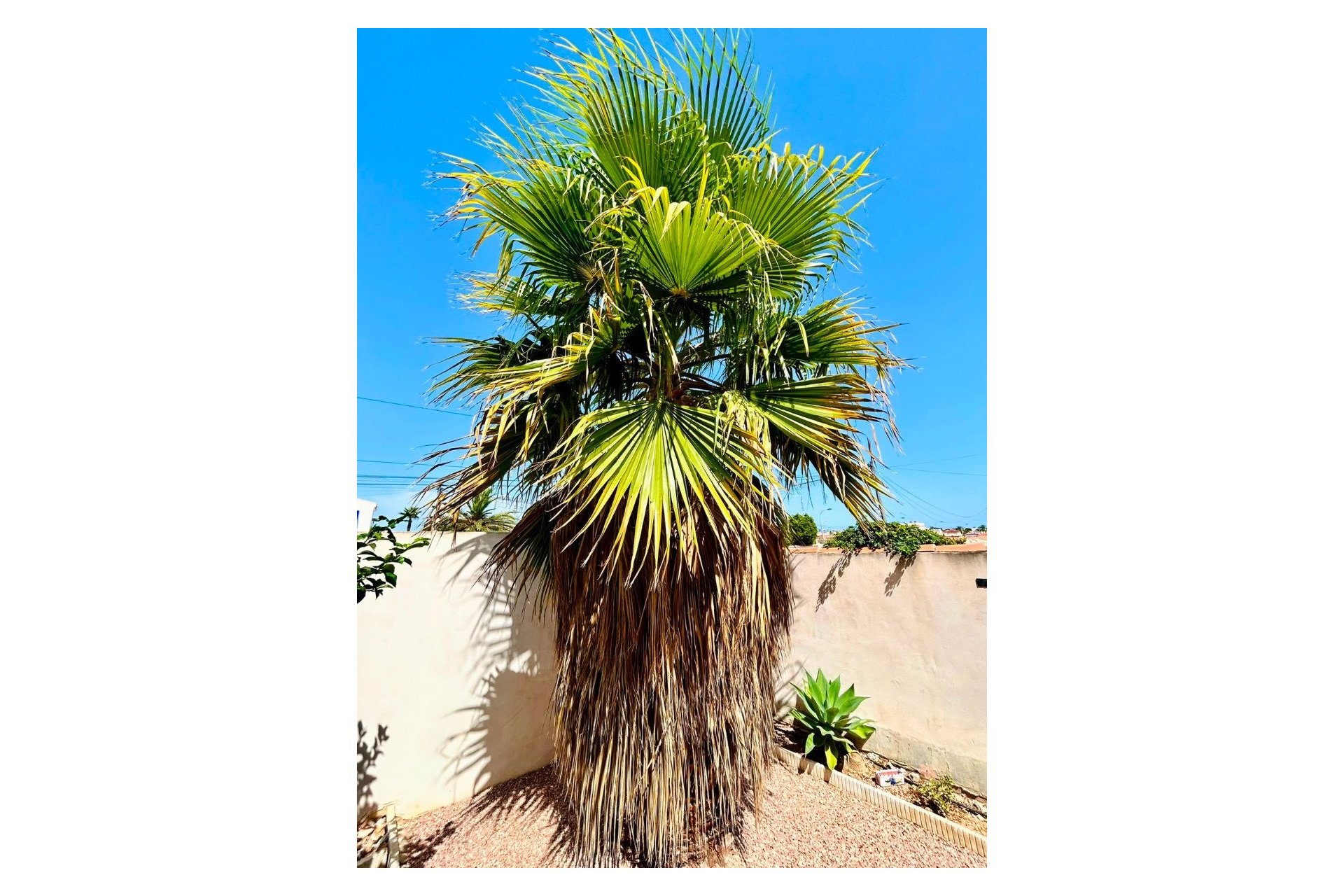 Revente - Villa -
Torrevieja - Costa Blanca