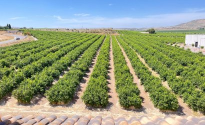 Herverkoop - Apartment -
Algorfa - Inland