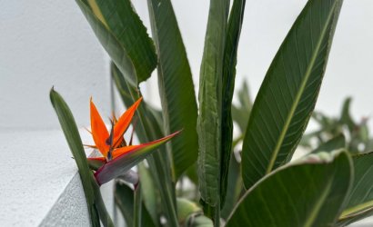 Herverkoop - Detached Villa -
Torrevieja - Los Balcones - Los Altos del Edén