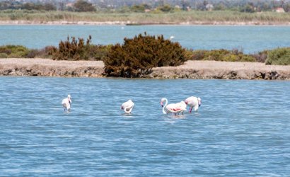 Herverkoop - Apartment -
Torrevieja - La Mata