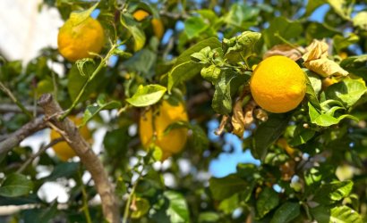 Resale - Detached Villa -
Orihuela Costa - Villamartín