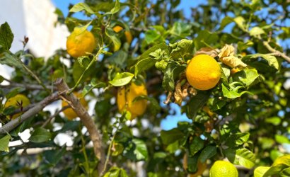 Herverkoop - Villa -
Orihuela Costa - Villamartín