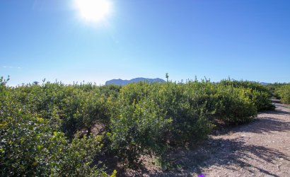 Reventa - Country House -
Albatera