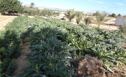 Herverkoop - Country House -
El Altet