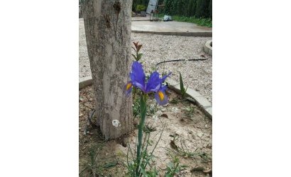 Herverkoop - Country House -
Crevillente