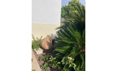 Resale - Country House -
Abanilla